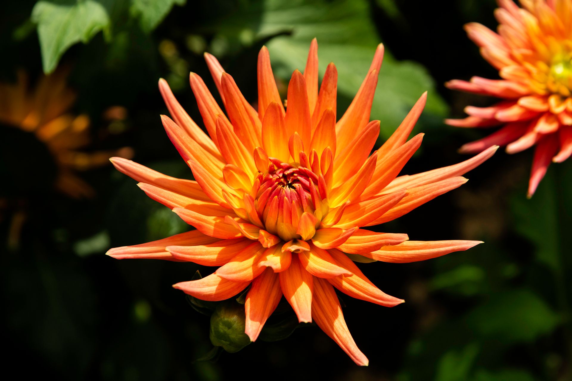 Close-up of a vibrant orange dahlia flower blooming in Singapore garden