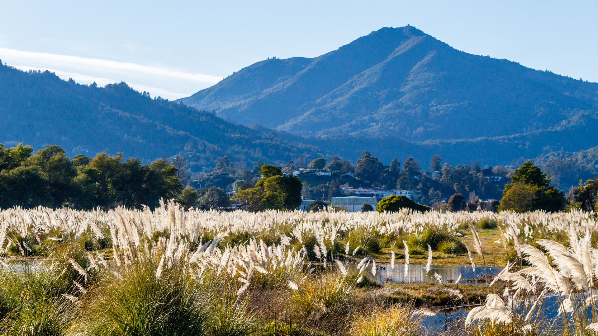 Beautiful landscape featuring pampas grass against a mountain backdrop under a clear sky.
