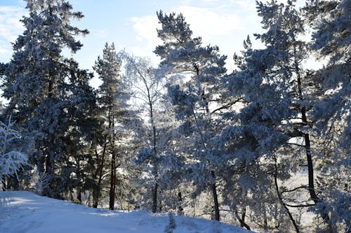 겨울 동안 나무 사진