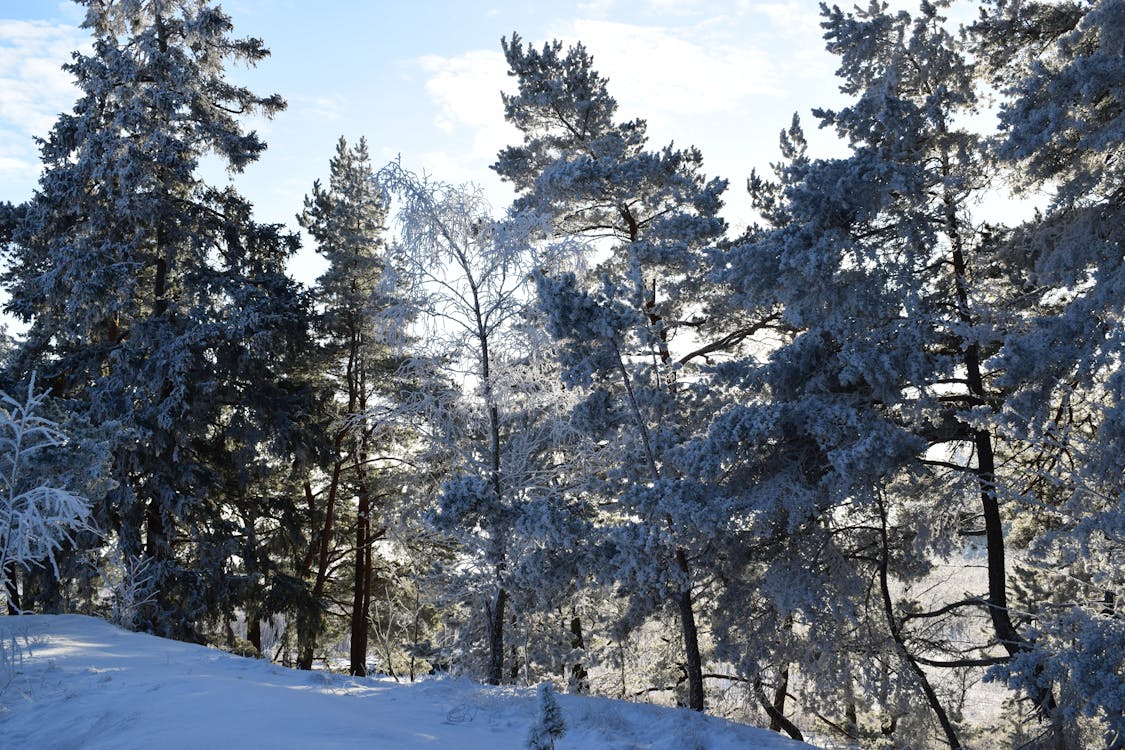 Fotografia De árvores Durante O Inverno
