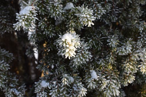 Snow-covered Leaves