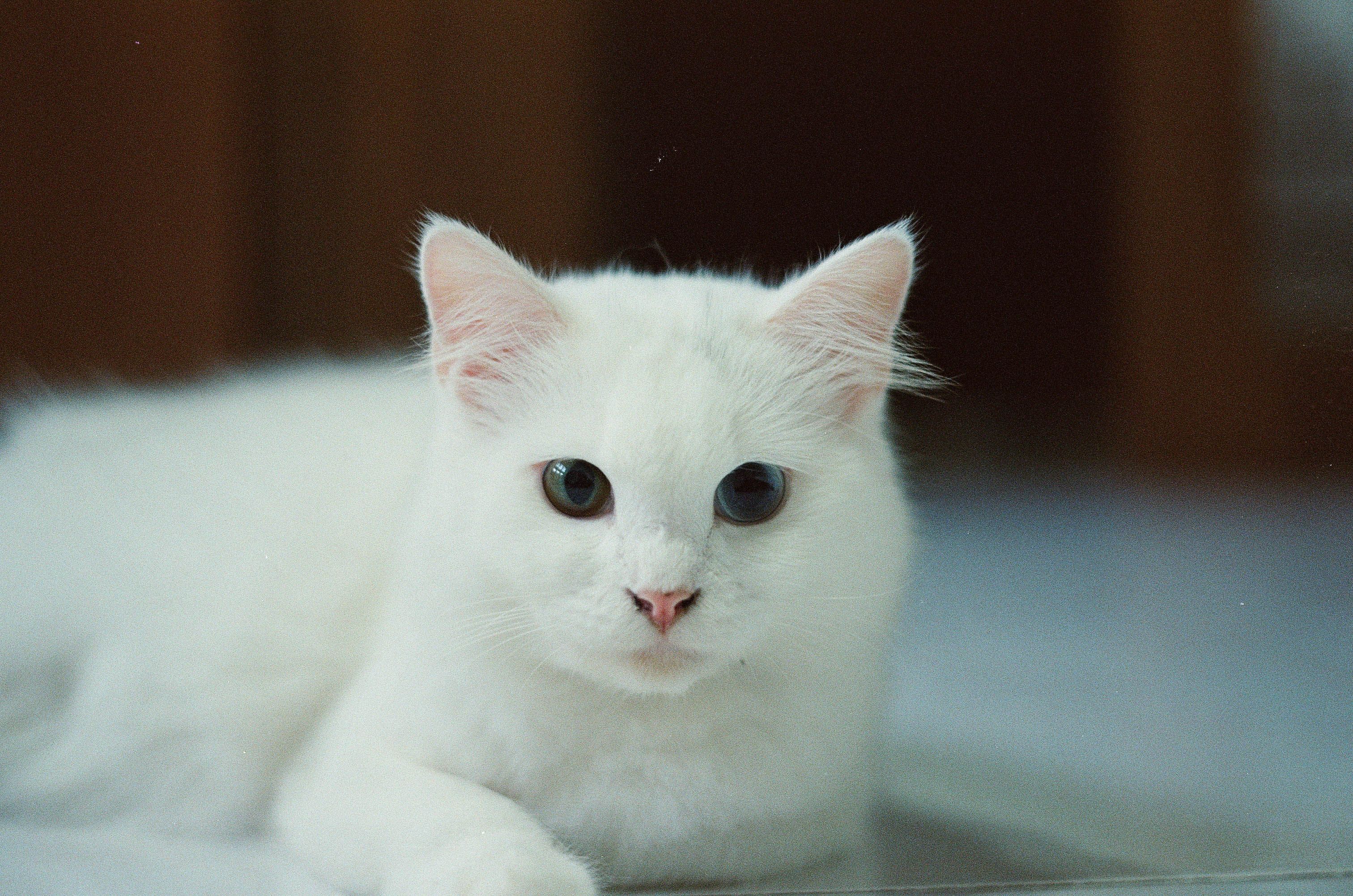 Close-Up Shot of a White Cat · Free Stock Photo