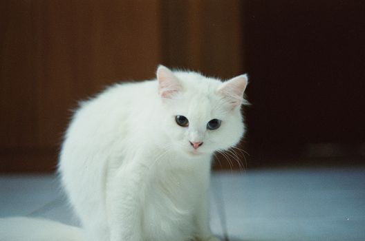Close-up portrait of an adorable white cat sitting indoors.