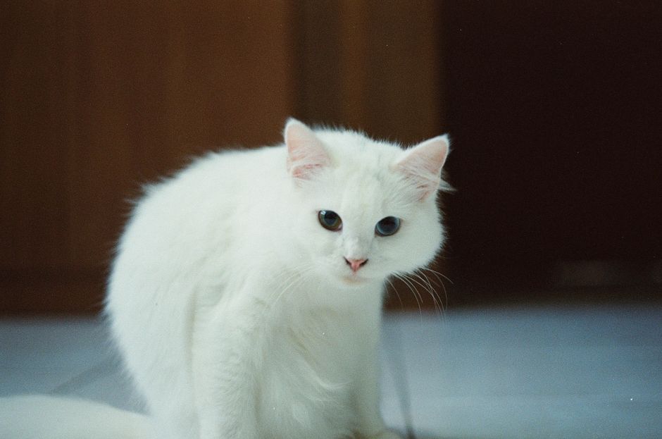 Close-up portrait of an adorable white cat sitting indoors.