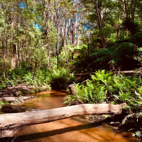 Free A tranquil creek flowing through lush forests in Gembrook, VIC, showcasing vibrant summer greenery. Stock Photo