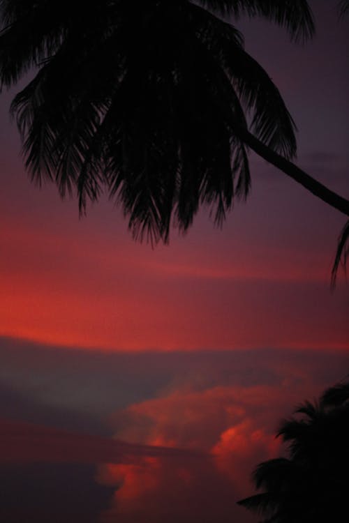 Silhouette of Coconut Trees during Sunset