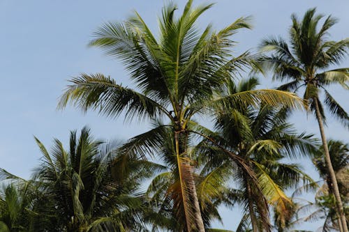 Free Coconut Trees Under the Blue Sky Stock Photo