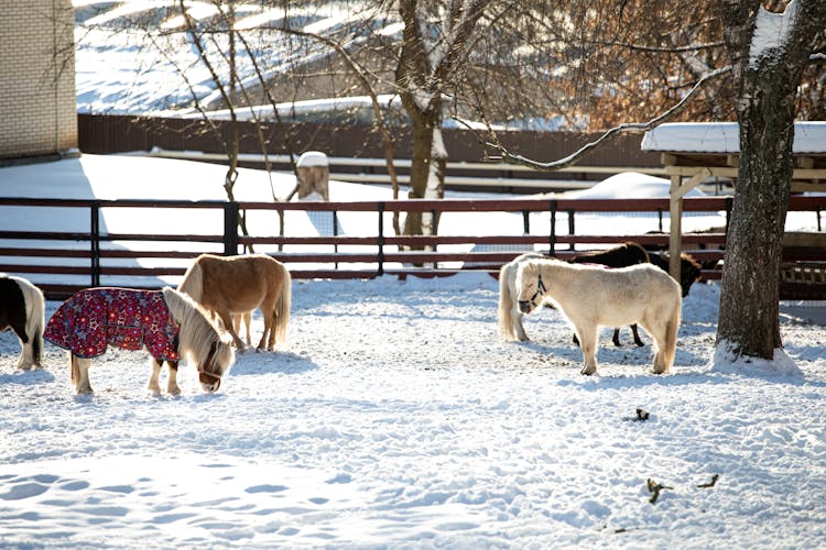 Icelandic Horses On Snow Covered Ground