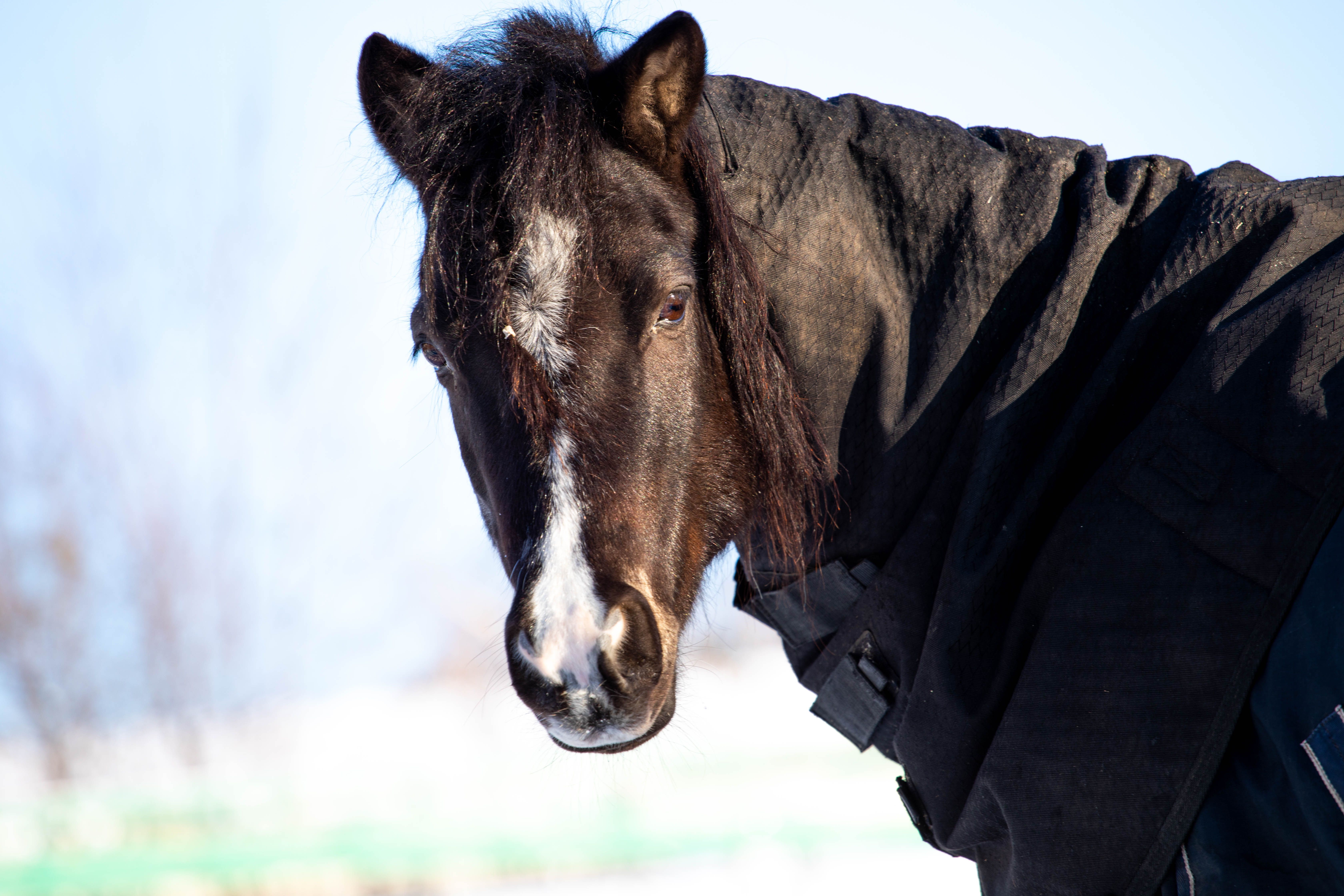 A striking close-up portrait of a horse wearing a winter coat outdoors.