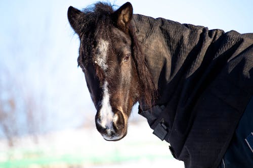 Free Brown Horse with Black Neck Cover Stock Photo