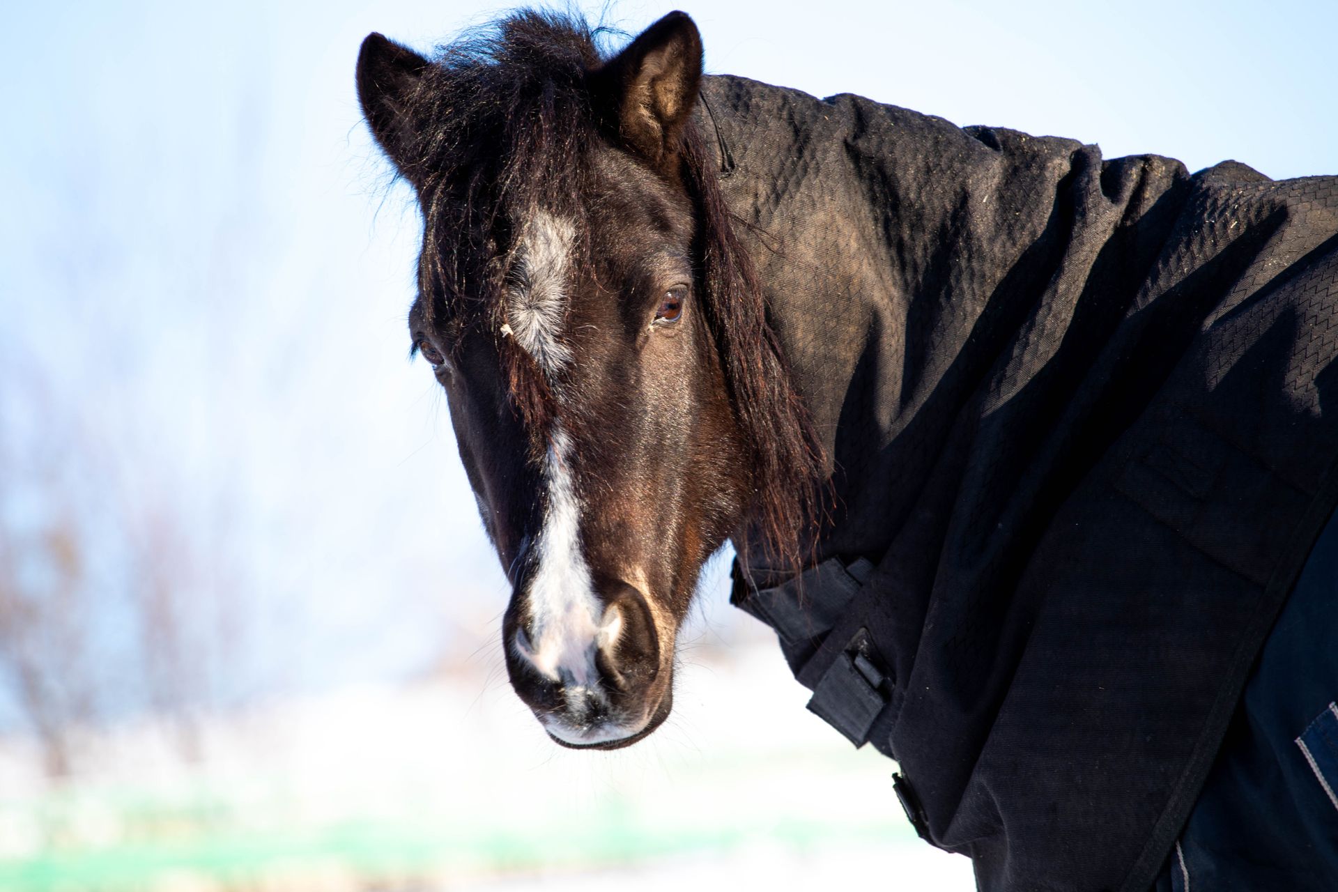 Brown Horse with Black Neck Cover