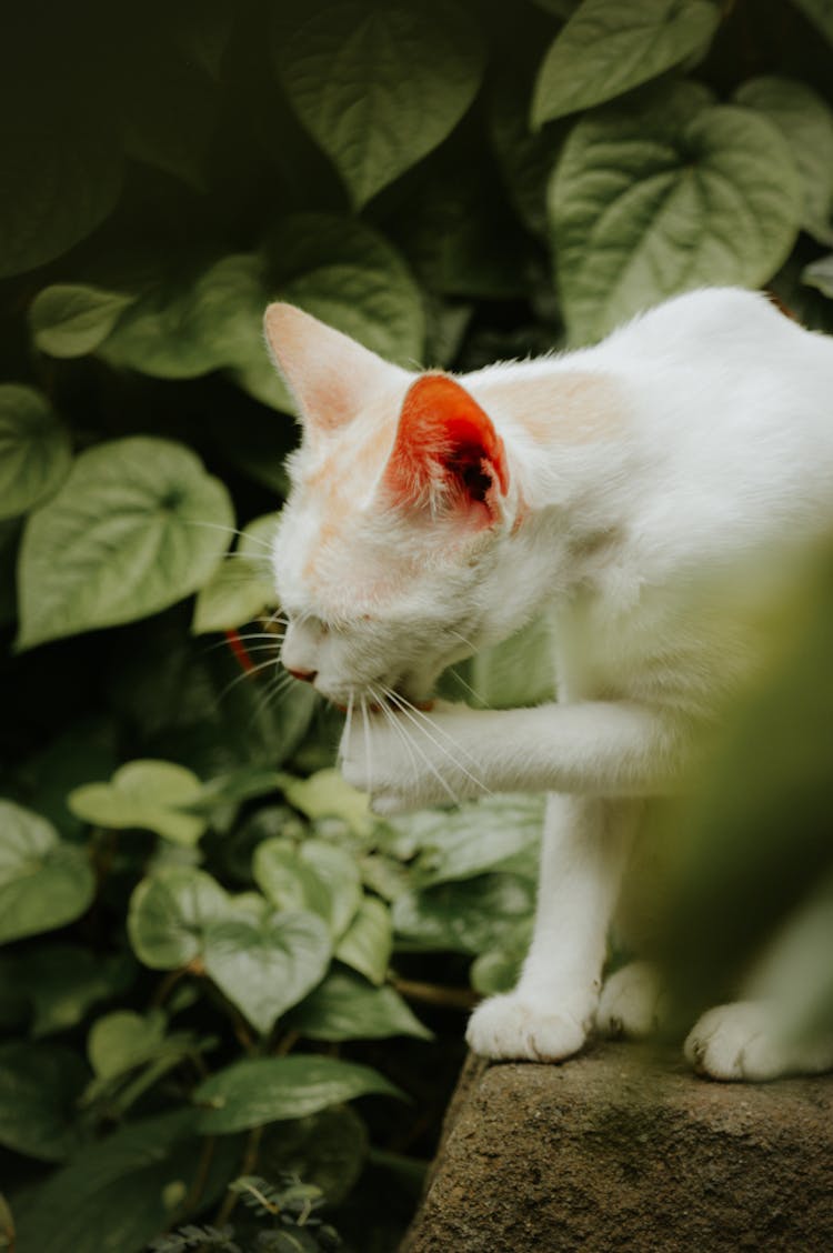 A White Cat Licking Its Paw