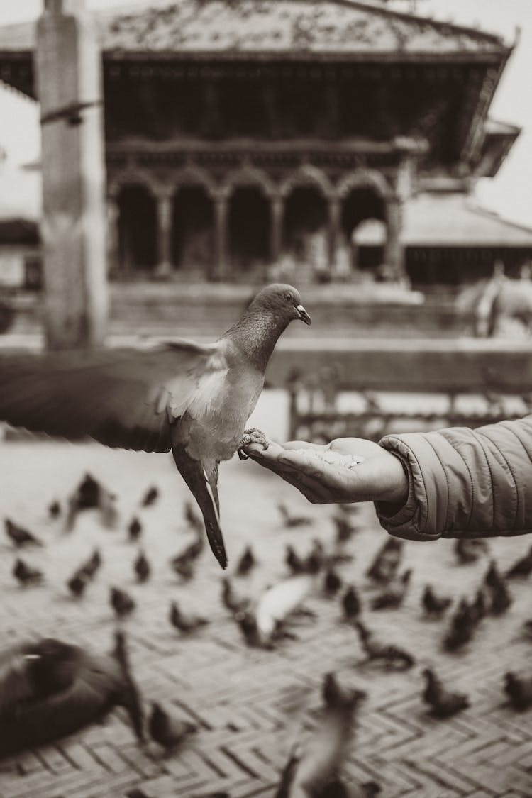Person Feeding Pigeon From Hand