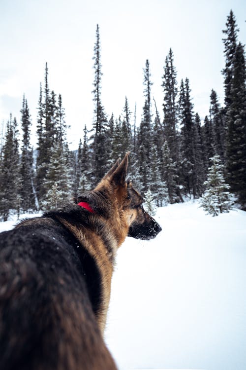 A Dog on the Snow 