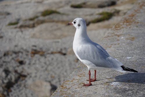 Close-Up Shot of Black-Headed Gull on Concrete Surface
