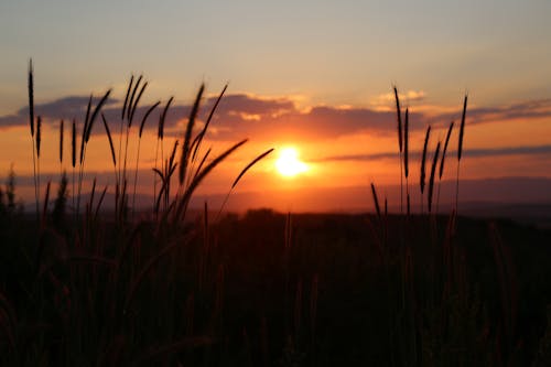 Free stock photo of sunset