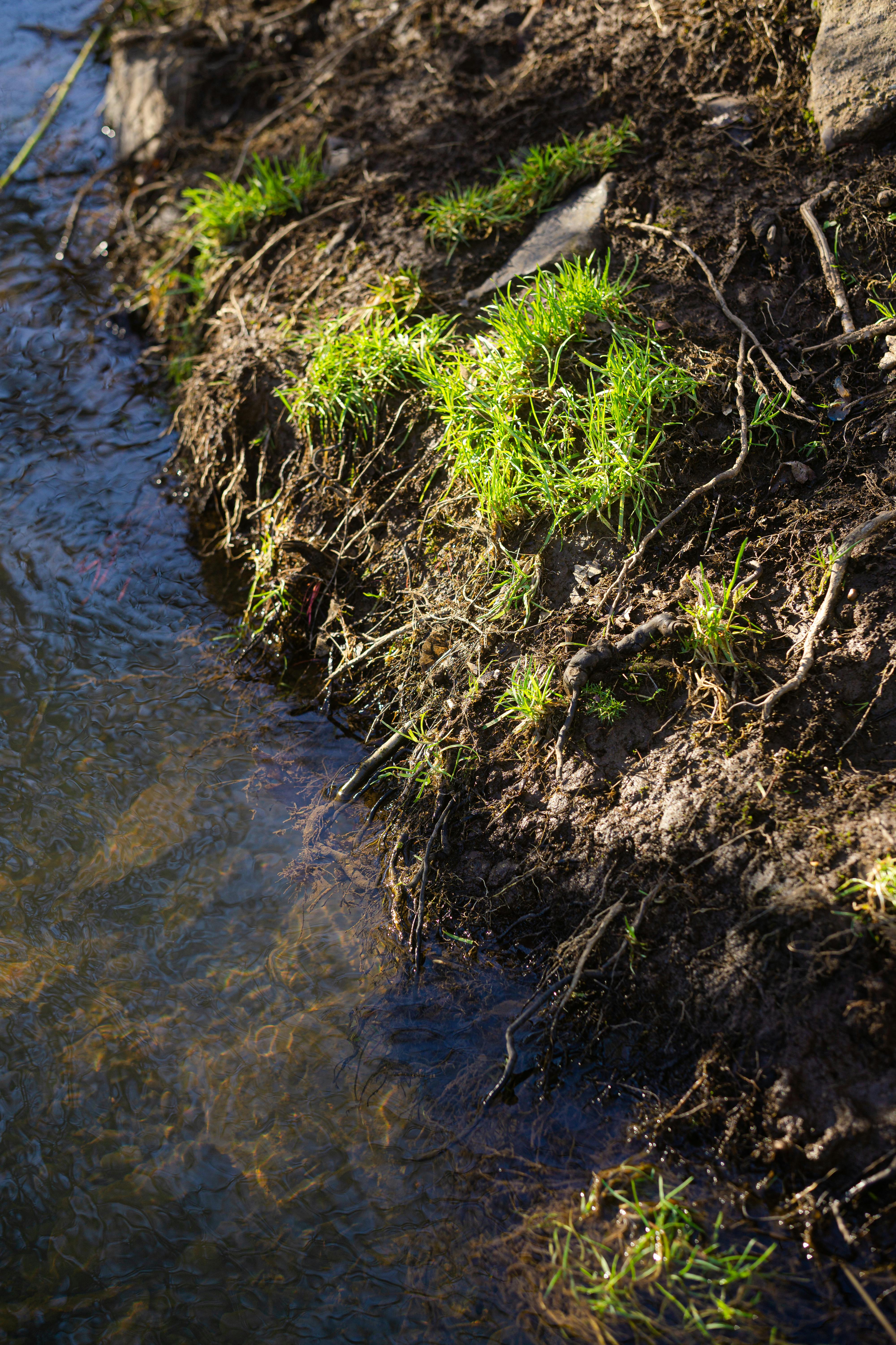 The Health Benefits of a Wet Nose: What Your Dog's Moisture Levels Indicate