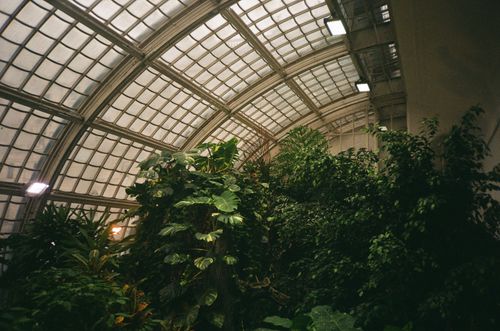 Free Explore the lush greenery inside a picturesque botanical greenhouse. Stock Photo