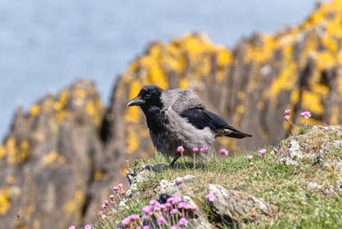 Shallow Focus of Hooded Crow
