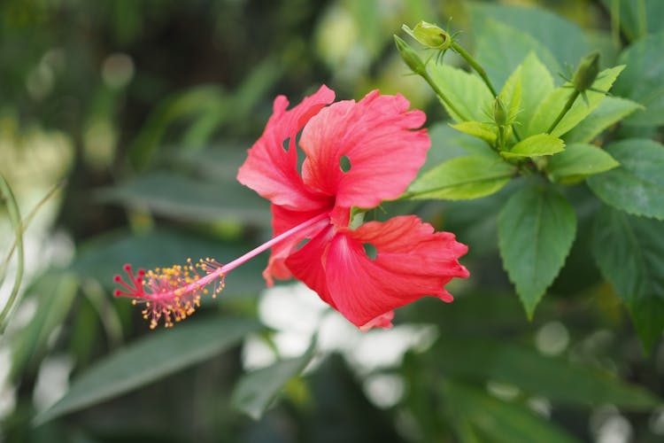 A Hibiscus Flower In Bloom
