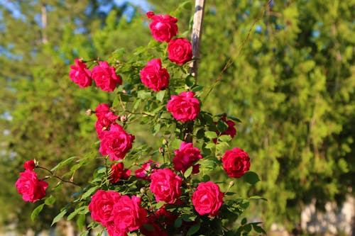 Free stock photo of red roses