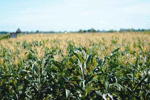 Foto stok gratis agrikultura, bidang, ladang jagung