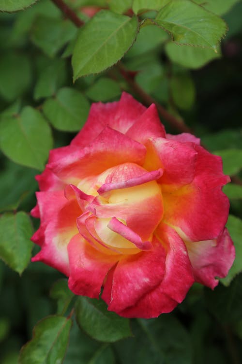 Free stock photo of orange rose