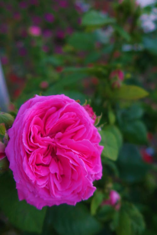 Free stock photo of pink roses