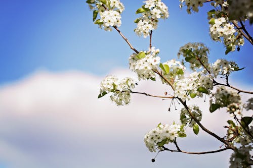 Fotobanka s bezplatnými fotkami na tému čerešňové kvety, exteriéry, flóra