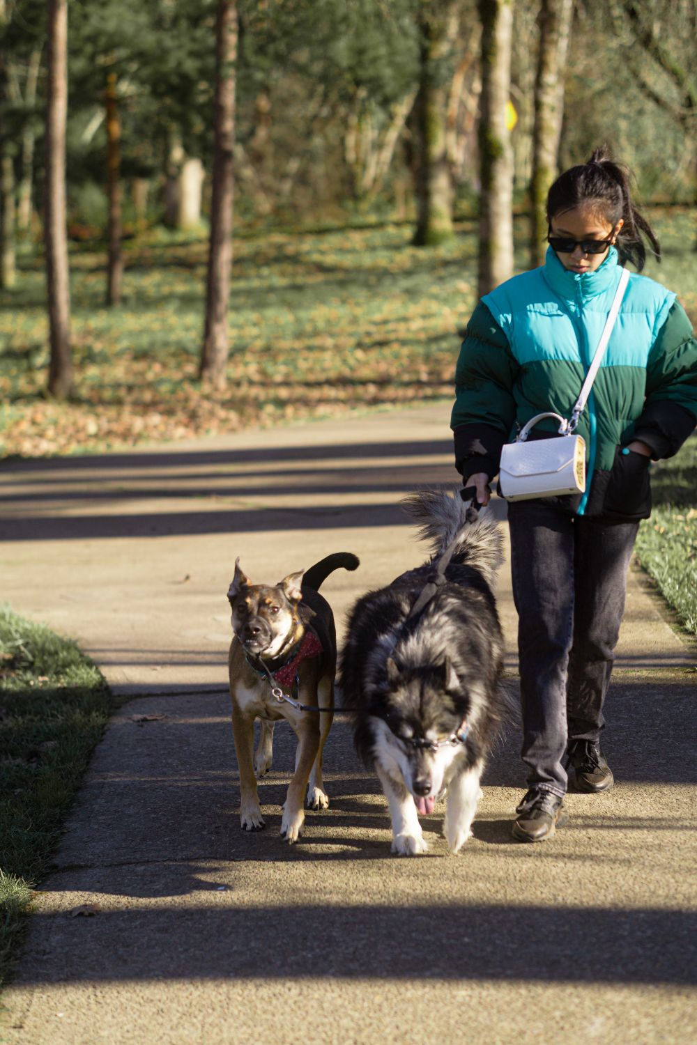 Woman walks with two dogs on a sunny pathway through a park on a leash