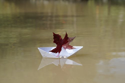 Free stock photo of autumn, gander, paper boat Stock Photo