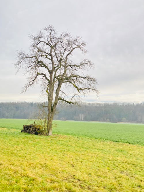 垂直拍攝, 景觀, 樹 的 免費圖庫相片