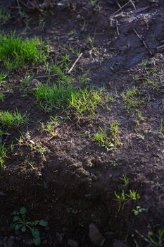 Close-up view of fresh grass sprouting on fertile soil under sunlight.