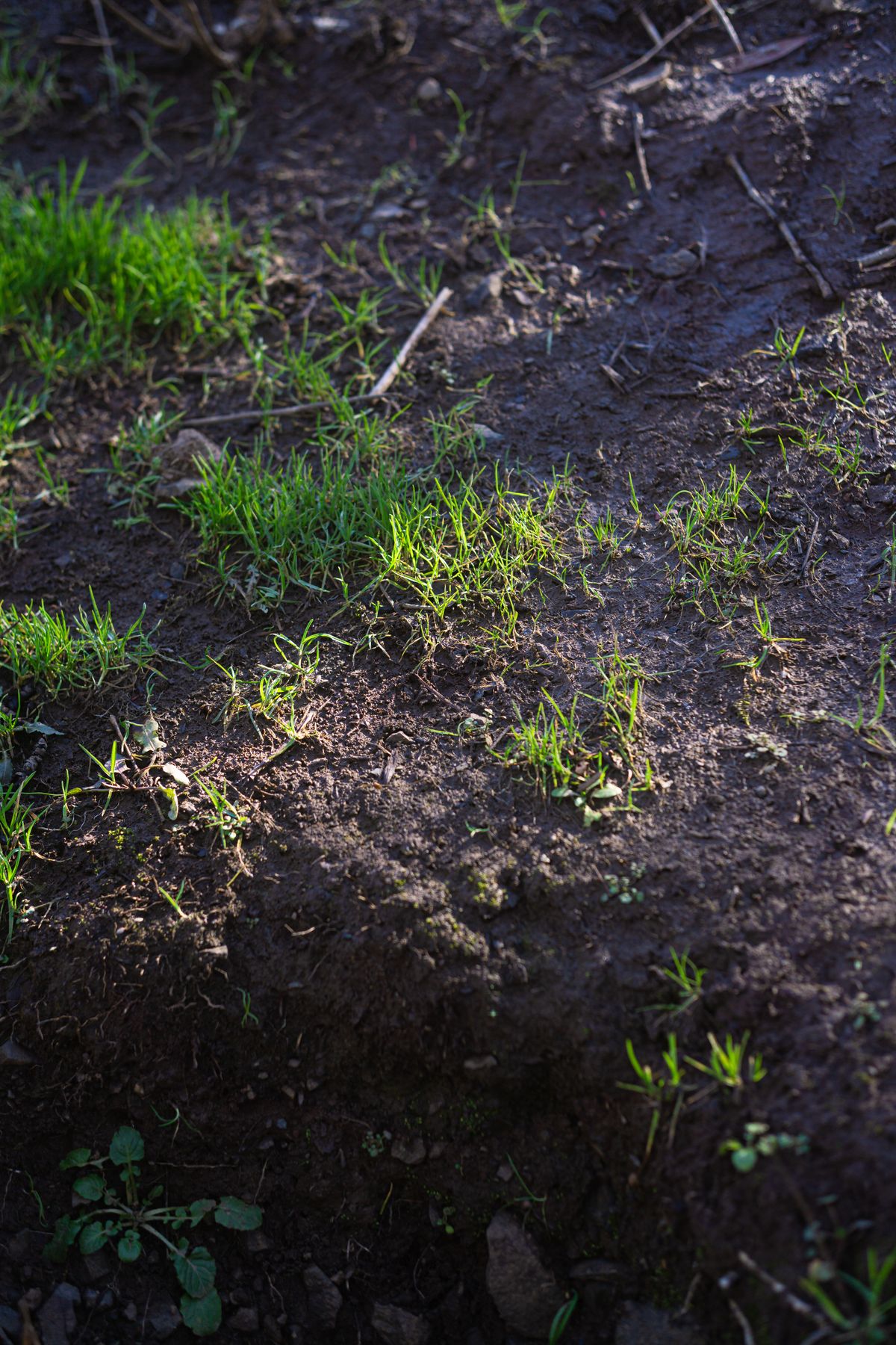 Aeration & Overseeding