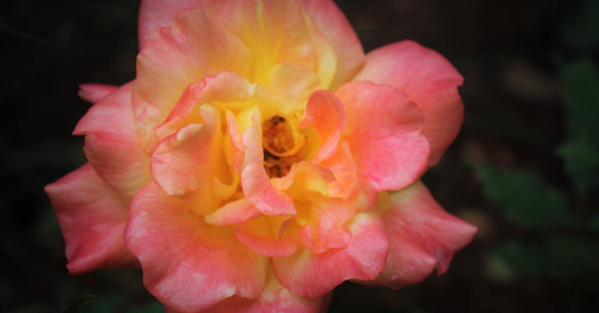 Free stock photo of pink, rose, yellow
