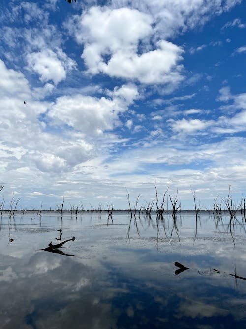 Free stock photo of dead trees, lake, nsw