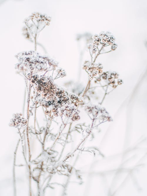 Fotos de stock gratuitas de congelado, escarcha, flores silvestres