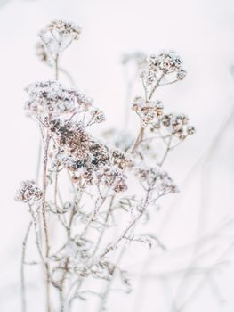 Delicate wildflowers coated with frost on a white winter backdrop.