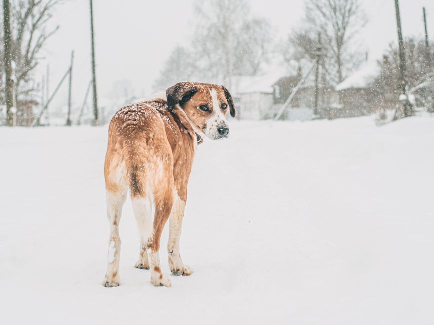 A brown dog stands in a snow-covered outdoor setting during winter.