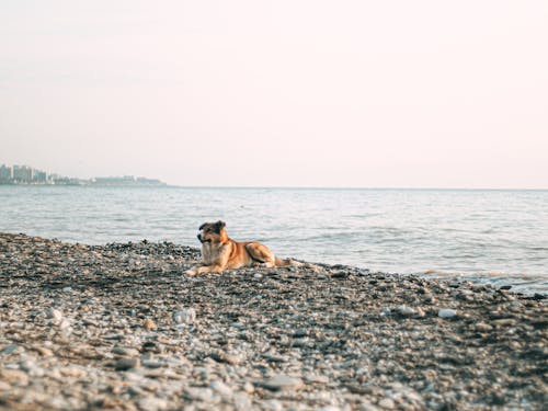 Dog on Beach