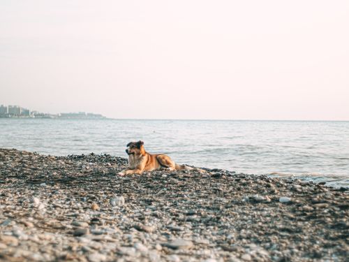 Free A dog rests on a rocky beach with a serene sea in the background, capturing tranquility. Stock Photo