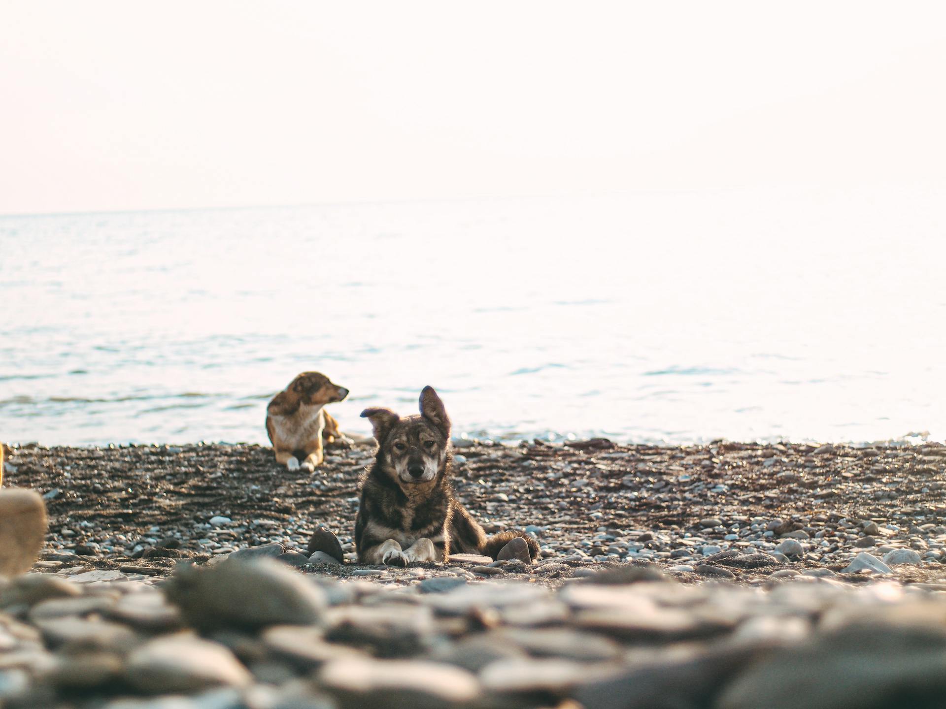 Two Dogs on Rocky Shore