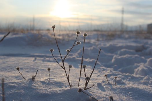 Dried plants in snowy field under bright winter sun, calm atmosphere.