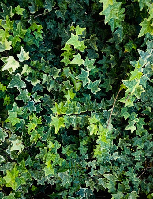 Green Leaves of Common Ivy Plants