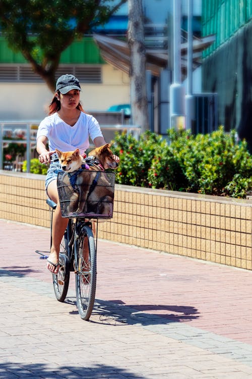 Mulher Andando De Bicicleta Com Cachorro Na Cesta