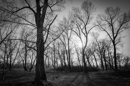 Grayscale Photo of Pine Trees