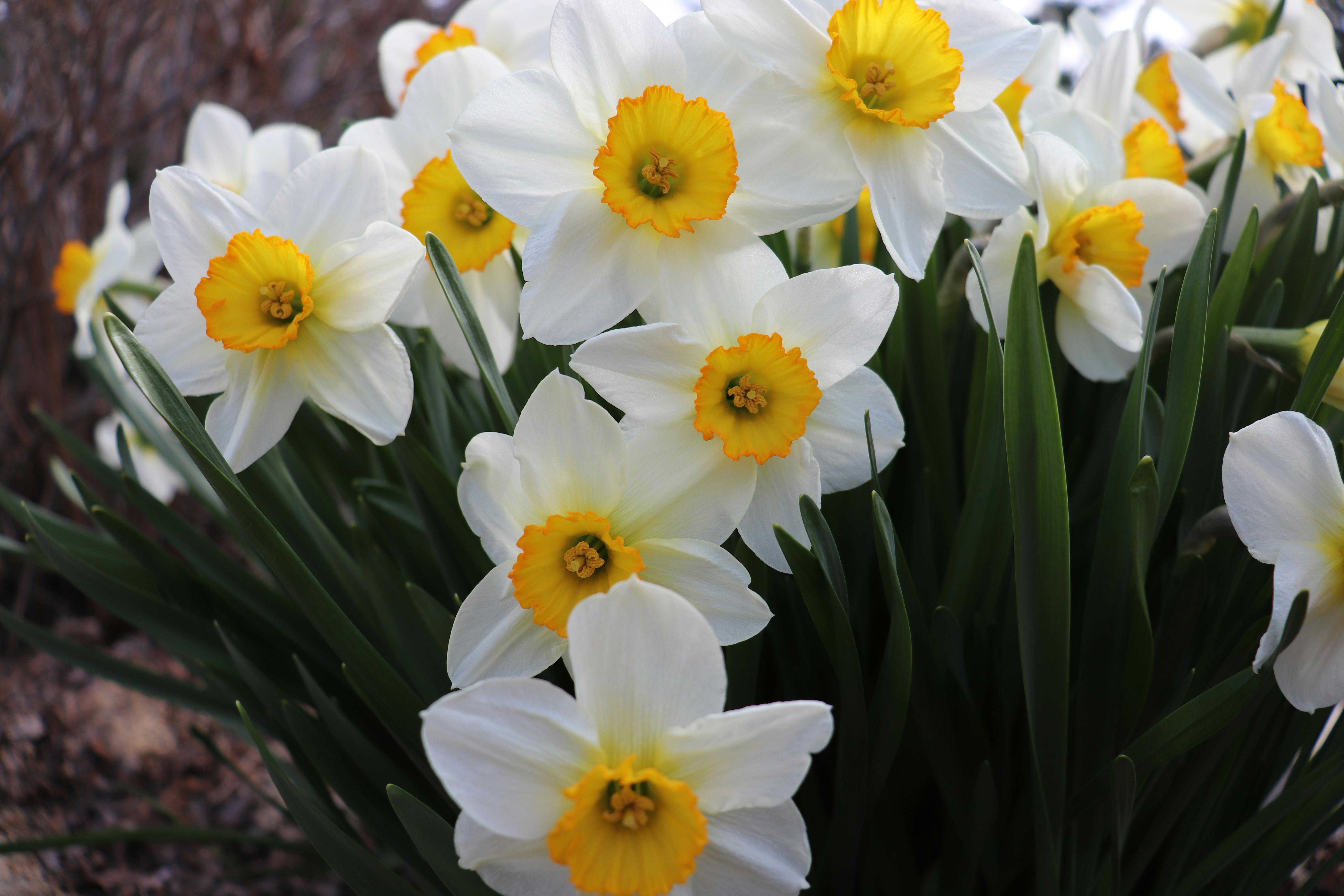 Free stock photo of daffodils, flowers