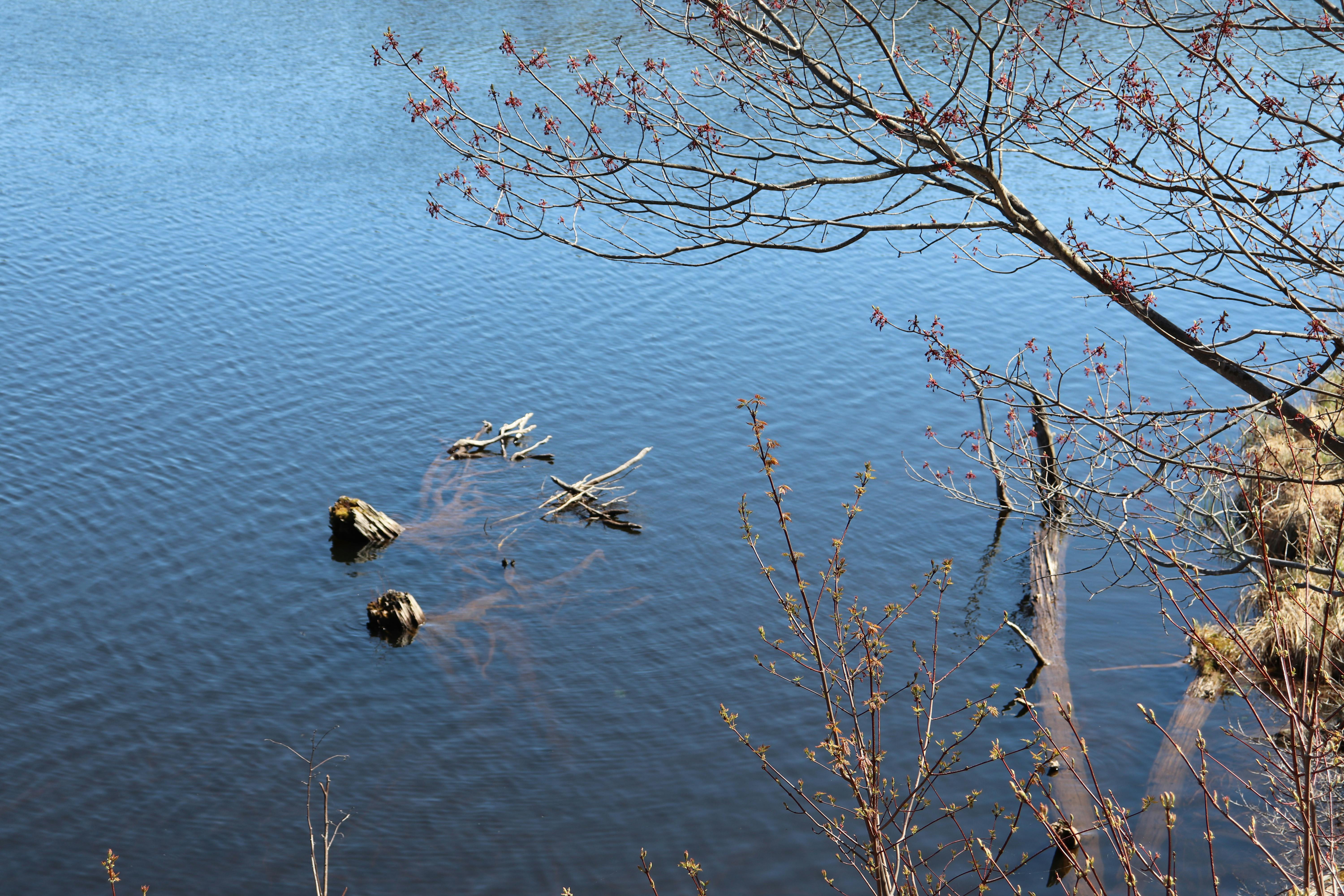 Free stock photo of lake, submerged tree, tree root