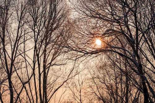 天性, 日落, 森林 的 免费素材图片