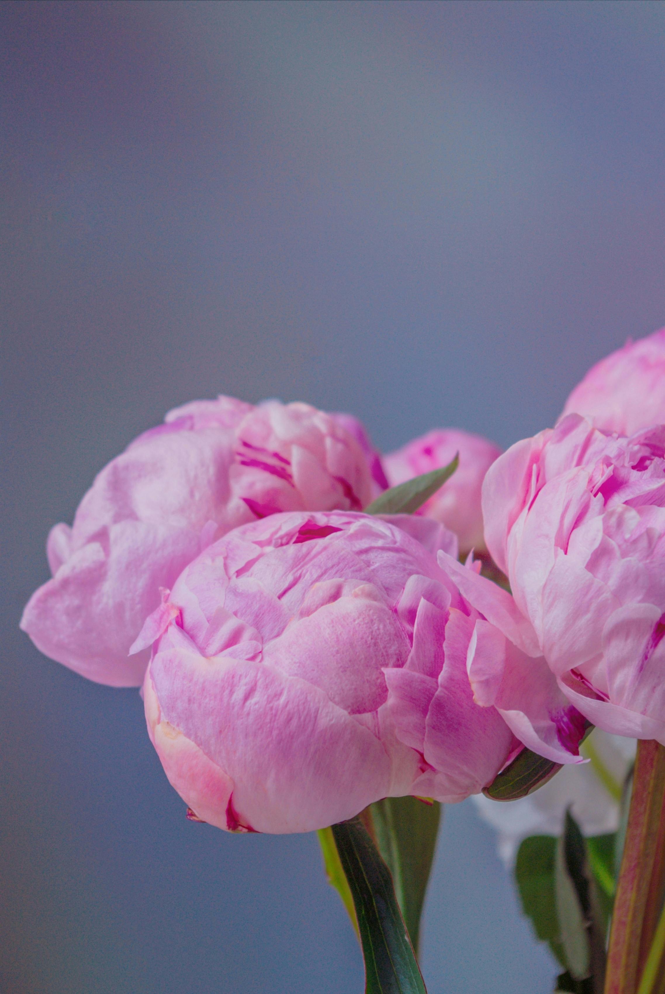 Close-up of vibrant pink peonies showcasing delicate petals and natural beauty.